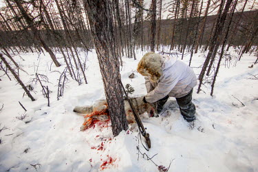 After shooting a wolf caught in a leg trap Ion Maxsimovic prepares to load the animal onto his snowmobile. There have been cases of wolves chewing off their own legs to free themselves from such traps...
