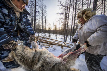 A wolf, that has just been shot, is loaded onto a sledge by hunter Ion Maxsimovic and his assistant Yegor Dyachkovsky. It takes two men as an adult male grey wolf's weight averages 95 - 99 lb (43-44 K...