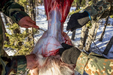 A wolf that was killed by a hunter Ion Maxsimovic is thawed and then skinned by Maxsimovic and his assistant Yegor Dyachkovsky. The pelt will be sold to the fur trade where they are made into clothing...