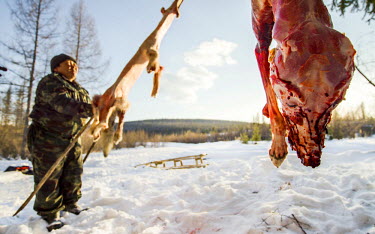 Evemki hunetr, Ion Maxsimovic puts the skin of a wolf onto a wooden frame to dry while the carcass hangs from a nearby tree. The pelt will be sold to the fur trade where they are made into clothing or...