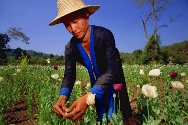 A hilltribe woman tending to her crop of opium poppies.