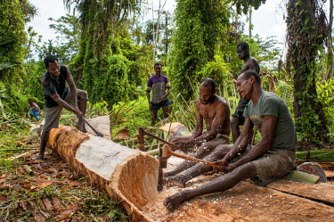 Men crush and beat sago palm during the production of sago starch, a staple food in PNG and beyond..
