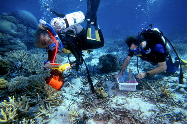 Marine biologist Carden Wallace (left) from the Museum of Tropical Queensland examines corals on the Great Barrier Reef. In 1998 scientists began warning about the destructive impact on coral reefs of...