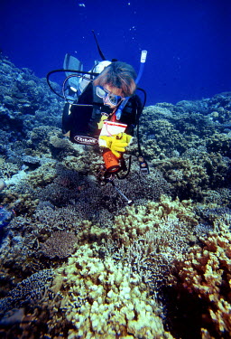 Marine biologist Carden Wallace from the Museum of Tropical Queensland examines and photographs corals on the Great Barrier Reef. In 1998 scientists began warning about the destructive impact on coral...