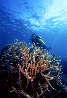 A diver swims over a patch of healthy stag horn corals on the Great Barrier Reef.  In 1998 scientists began warning about the destructive impact on coral reefs of rising sea temperature, coral bleachi...