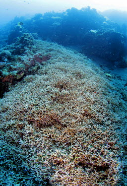A large swathe of stag horn coral on a reef off Tulamben. Coral growth and marine life has made the Liberty's wreck a popular a tourist destination for divers, in turn creating business opportunities...