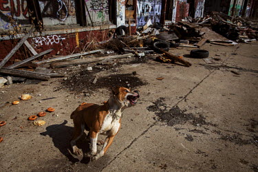 One of Allan Hill's two dogs outside the abandoned Packard Automotive Plant. Alan has been living in the ruin for several years, with no running water or electricity. He claims to be in charge of look...
