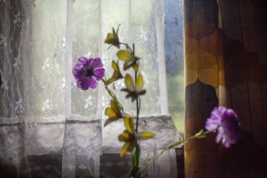 Artificial flowers in a flat in the Lunik IX housing estate. The decrepit complex is almost entirely populated by Roma, with 6542 residents registered in 2015. Living conditions for the residents are...