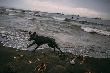 A dog at a beach at Lord Howe Settlement, which is populated by people from Ontong Java Atoll (AKA Lord Howe Atoll), a Polynesian outlier of the Solomon Islands. The atoll is threatened by rising sea...