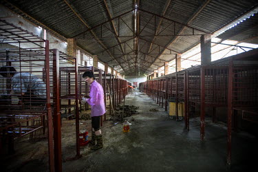 Workers renovate one of the nine warehouses which house bears in cages. They are kept in captivity to harvest their bile which is often used as ingredients in Chinese traditional medicine. This batter...