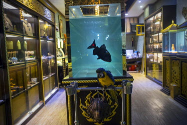 A fish in a tank and a chained up parrot in a shop which sells ivory tusks, tiger bone wine (made by soaking tiger bones in Chinese rice wine with Chinese herbs), tiger skins and other animal products...