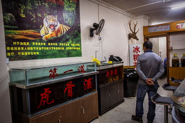 A man looks at tanks containing 'tiger wine' in a shop in Mong La. Tiger wine is made by infusing tiger bones and Chinese herbs in Chinese rice wine for up to 8 years. The product is deemed to have me...