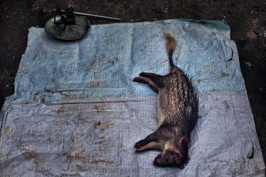 A dead animal lies on a plastic sheet on the ground in a market in Mong La.  The town of Mong La on the Burma - China border in western Burma (Myanmar) is technically in Burma but relies on most infra...