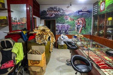 Jade jewellery, ivory tusks, tiger skins and other animal products are on sale at a shop in Mong La. The town of Mong La on the Burma - China border in western Burma (Myanmar) is technically in Burma...