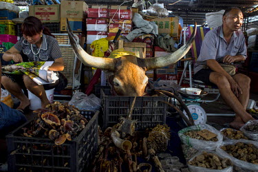 A wildlife product shop in the market of Mong La with a large buffalo head resting in a box.  The town of Mong La on the Burma - China border in western Burma (Myanmar) is technically in Burma but rel...