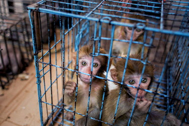 Monkeys in cages in the market of Mong La. Monkeys are available either for keeping as pets or for eating. Monkey brains are a popular Chinese delicacy. Some locals claim that certain people chose to...