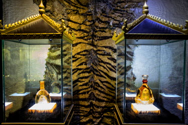 Bottles of tiger bone wine and a tiger skin on display for sale at a wildlife products shop in Mong La. Tiger wine is made by soaking tiger bones in rice wine for up to 8 years and adding Chinese herb...