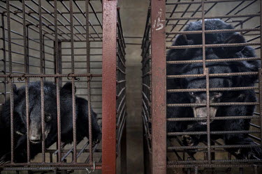 Bears in their cages are kept in captivity in a battery farm outside the town of Mong La. They are kept for the bile which is harvested for use in traditional medicine. The farm is owned by Chinese na...