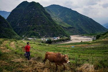 A Lisu farmer guides his cow back home after working in terraced fields on the bank of the Nujiang River.