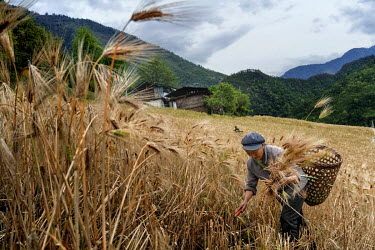 Nu villagers harvest barley in Chal one of many fertile villages on the banks of the Nujiang River.