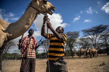 A man attempts to control a recalcitrant camel at a livestock market in Dadaab refugee camp.