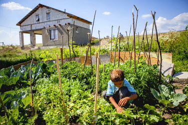 A Roma boy examines the vegetables growing in his grandmother's garden.