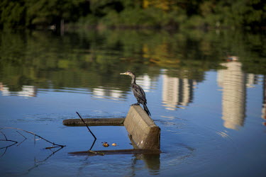 A cormorant perched on a sofa dumped in Lagoa da Tijuca.   As developement in the area increases so too does the raw sewage and pollution in the district's lakes.  <br<>br>  The authorities and privat...