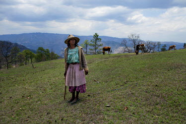 Diodora Hernandez looks for a calf while shepherding her cows in San Jose Nueva Esperanza. On 7 July 2010, Diodora Hernandez, a staunch anti-mining activist who has refused to sell her land, was shot...