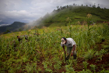 Hector Caal Rax weeds out his pineapple plants. The Q'eqchi' Mayan community of Lote 8 was violently evicted on 17 January 2007, by state forces on the orders of the Guatemalan Nickel Company (CGN), t...