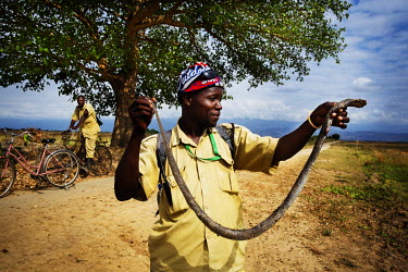 A Kilombero Plantations Limited (KPL) security guard holds the body of a dead cobra. The snakes are a problem in the fields as workers get bitten and, despite their complaints, are not supplied with p...