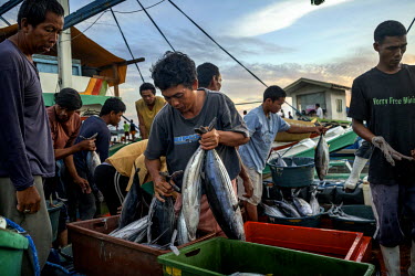 Fishermen sort tuna caught in the South China Sea before offloading them at the General Santos Fish Port. General Santos City is the largest producer of sashimi-grade tuna in the Philippines and is kn...