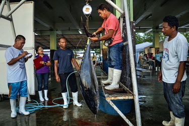 Dock workers weigh and auction line caught, yellow fin tuna caught in the South China Sea at the General Santos Fish Port. General Santos City is the largest producer of sashimi-grade tuna in the Phil...
