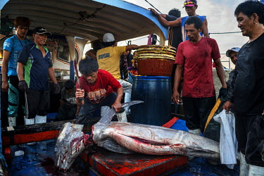 A fisherman cuts the head and tail off a marlin caught in the South China Sea, before offloading it at the General Santos Fish Port. General Santos City is the largest producer of sashimi-grade tuna i...