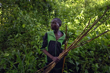 An ethnic Twa pygmy hunting with traditional weapons, nets, bow and arrows. The conflict in Katanga, a vast province known for its rich deposits of copper and valuable metals, pits the Luba, a Bantu e...