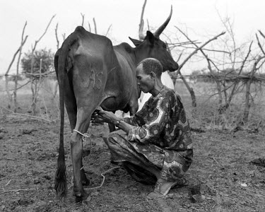 A Fulani (Peul) milking one of his cows at a temporary camp in the desert of Western Mali, near the border with Mauritania. Each year Fulani (Peul) nomads take their herds on a journey from Mauritania...