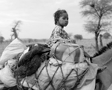 A Fulani (Peul) nomad family on the move, the women and children and poultry riding donkeys, crossing the desert in western Mali. Each year Fulani (Peul) nomads take their herds on a journey from Maur...