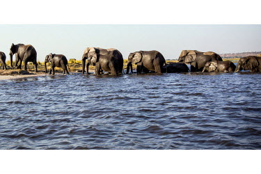 A herd of elephants crosses the River Chobe to an island to graze.