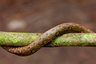 A forest vine snake (twig snake) wrapped around a branch.