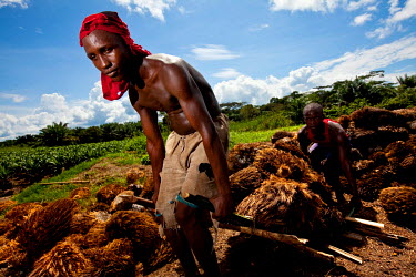 Workers move young palm oil plants in potentially the biggest palm oil plantation in Africa which is owned by Canadian company Feronia.