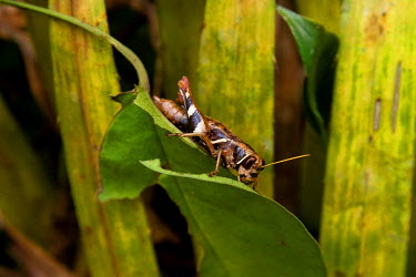 A locust eating a leaf.