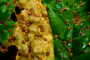 Parasitic scale insects living on leaves in the rainforest.