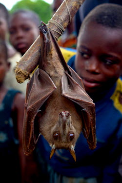A boy holding a large fruit bat.