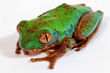 A Leptopelis genus of frog, found throughout Africa. They are a medium-sized, semi-arboreal frog, with distinctively large eyes. They vary greatly in color and patterning, but as juveniles tend to be...