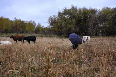 A cowherder shielded from the cold wind with an umbrella.