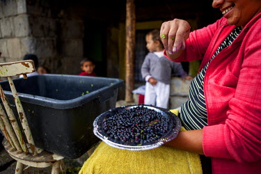 Blueberry season, Roma families earn money picking and selling them to customers in the city.