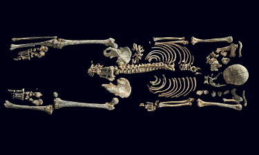 A manipulated image (background changed to black) showing the remains of a person, massacred during the Bosnian war, laid out at the Krajina Identification Project. It is here that the remains of peop...