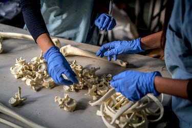 Staff at an International Commission on Missing Persons (ICMP) mortuary facility train using a synthetic skeleton.