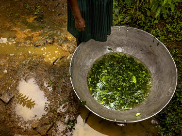 A woman stands beside a basin containing the ingredients for a traditional medicine used to treat lower back pain. The Afro-Colombian community of Guadual – Bajo Calima has been repeatedly displaced...