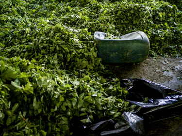 Coca leaves, gasoline and other chemical containers used in the production cocaine base at an illicit, secret laboratory.  The coca picking starts at 5am in the morning, and during a working day a per...