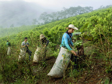 Ariel Albeiro Munoz Munoz, 19, (in foreground) picking coca leaves being cultivated for cocaine production.~~Ariel starts picking at 5am in the morning, and during a working day usually collects two s...